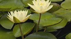 Flowers Water Lilies hybrid lily pads