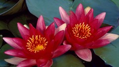 Flowers Water Lilies lily pads