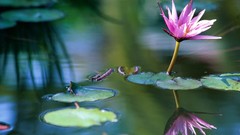 Flowers Water Lilies lily pads