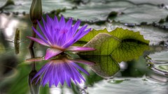 Flowers Water Lilies purple flowers lily pads