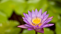 Flowers Water Lilies purple flowers lily pads