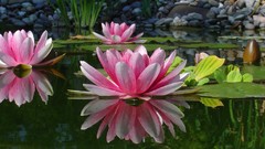 Flowers Water Lilies rocks ponds lily pads
