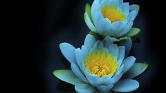 Flowers Water Lilies white flowers