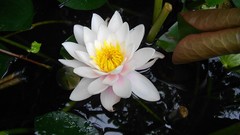 Flowers Water Lilies white flowers lily pads