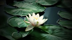 Flowers Water Lilies white flowers lily pads