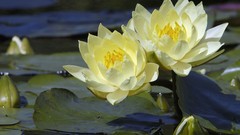 Flowers Water Lilies yellow flowers lily pads