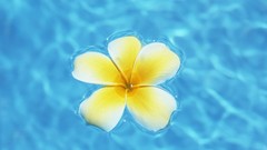 Flowers water plumeria floating