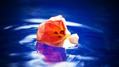 Flowers water Poppies