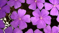 Flowers water purple flowers
