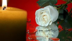 Flowers water roses Candles white flowers