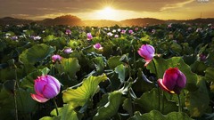 Flowers water sun fields lotus flower