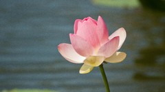 Flowers water Water Lilies