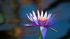 Flowers water Water Lilies