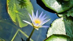 Flowers water Water Lilies lily pads