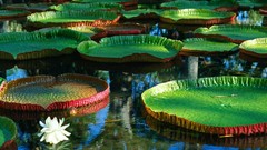 Flowers water Water Lilies lily pads