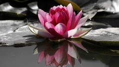 Flowers water Water Lilies reflections lily pads