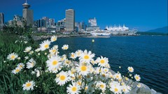 Flowers water white flowers cities city skyline