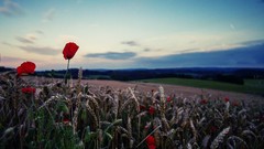 Flowers wheat Poppies fields