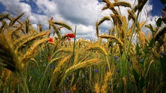 Flowers wheat Poppies Wildflowers