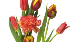 Flowers white background