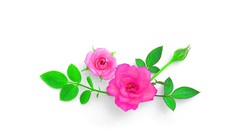 Flowers white background