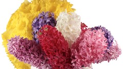 Flowers white background