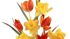 Flowers white background