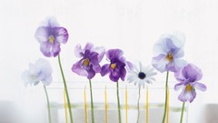 Flowers white background