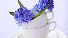 Flowers white background