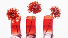 Flowers white background