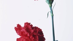 Flowers white background carnations