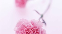 Flowers white background carnations