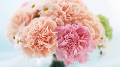 Flowers white background carnations