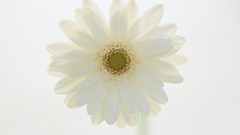 Flowers white background Daisy