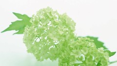 Flowers white background hydrangea