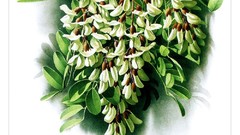 Flowers white background illustrations yunnan Zeng Xiao Lian