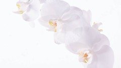 Flowers white background Orchids