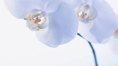Flowers white background Orchids