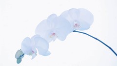 Flowers white background Orchids