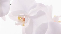 Flowers white background Orchids