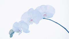 Flowers white background Orchids