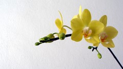 Flowers white background Orchids yellow flowers
