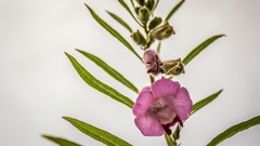 Flowers white background pink flowers idevil17