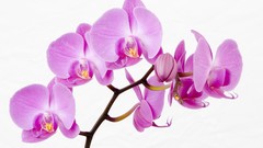 Flowers white background pink flowers Orchids