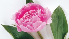 Flowers white background pink flowers peony