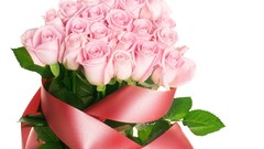 Flowers white background pink roses