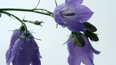 Flowers white background purple flowers water drops 