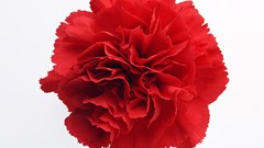 Flowers white background red