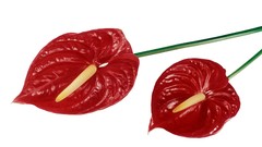 Flowers white background red flowers