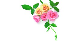 Flowers white background Simple Background